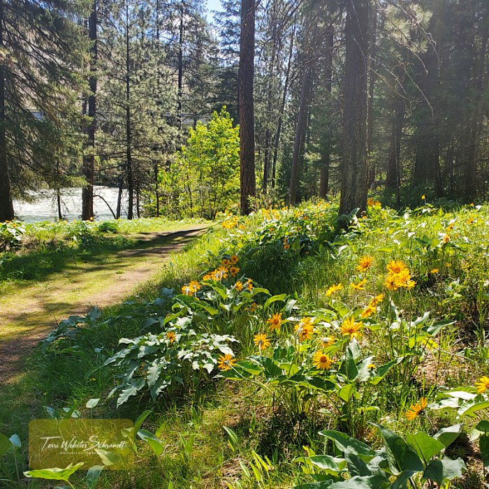Groups of wild sunflowers