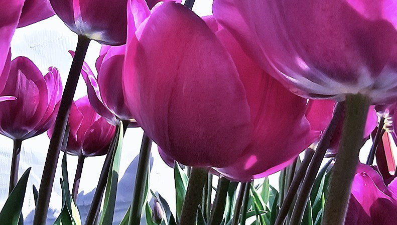purple tulips