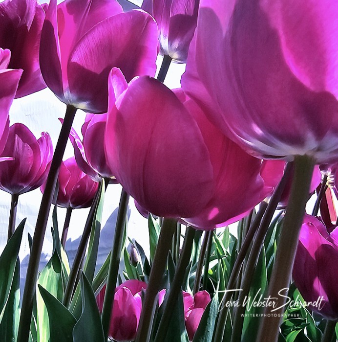 purple tulips