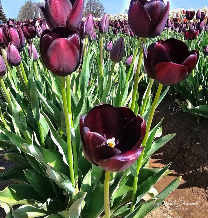 Dark purple tulips