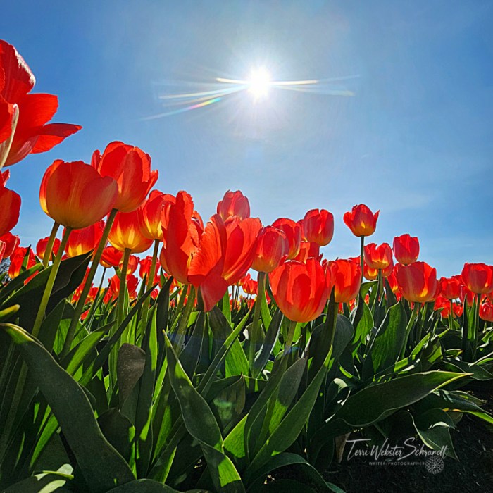 Red Tulips Reach for the Sun
