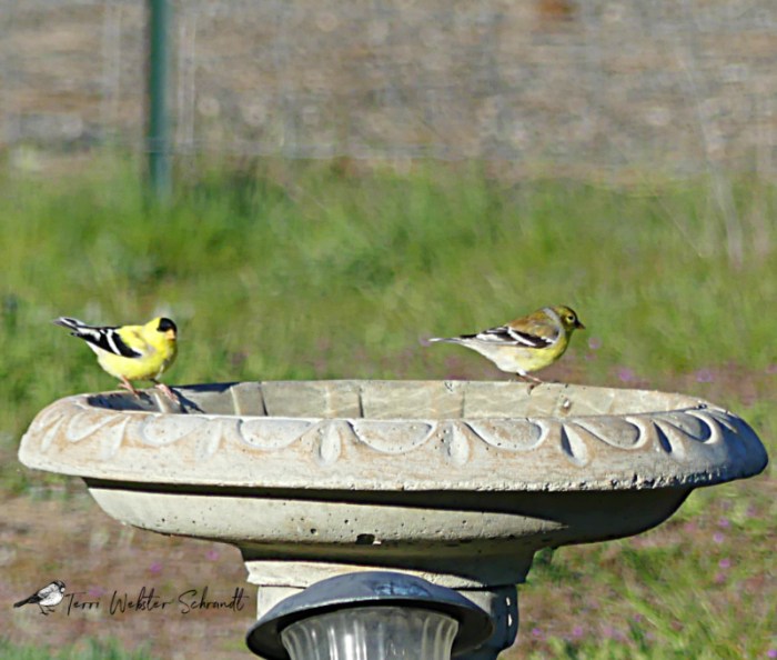two goldfinches in bird bath
