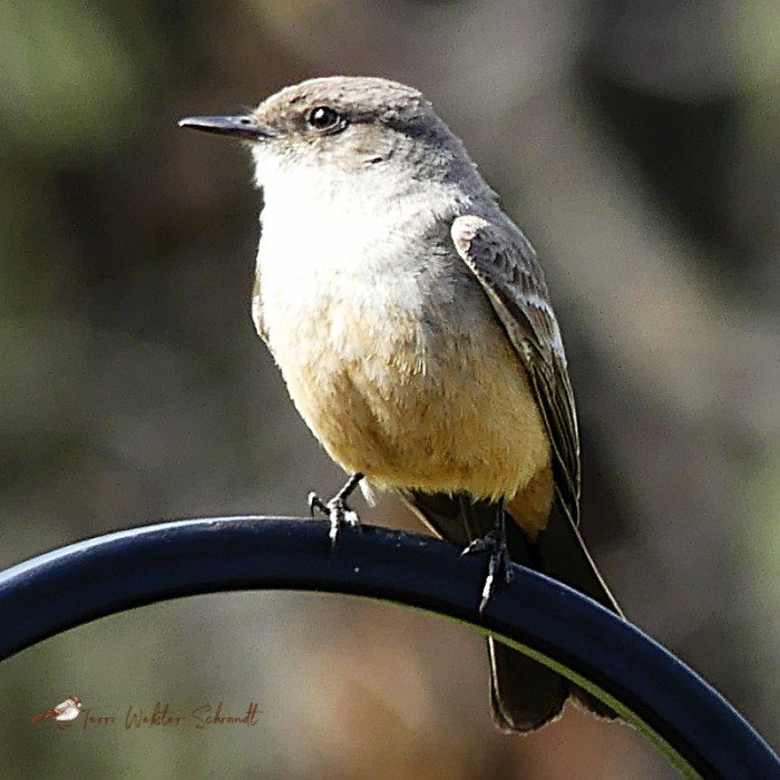 female Say's Phoebe