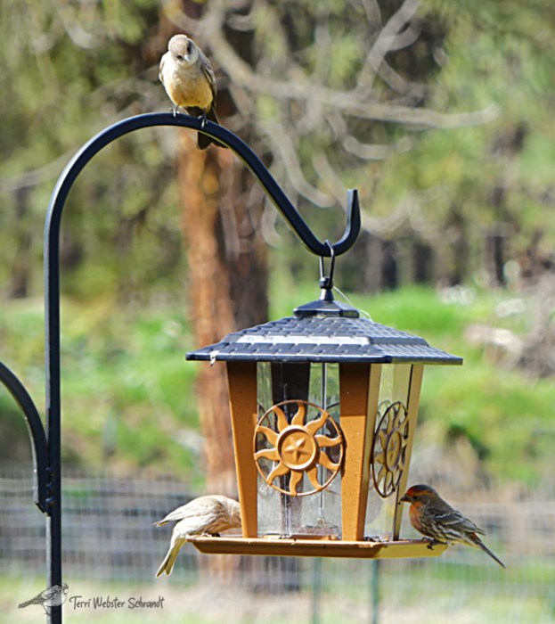 three birds at feeder
