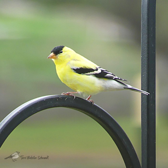 Breeding Yellow Male Goldfinch