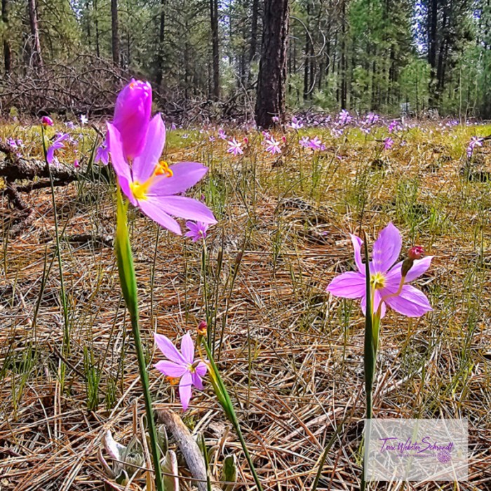 Purple Grass Widows adorn forest floor