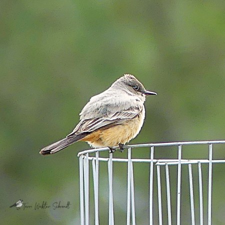 Say's Phoebe (flycatcher) bird