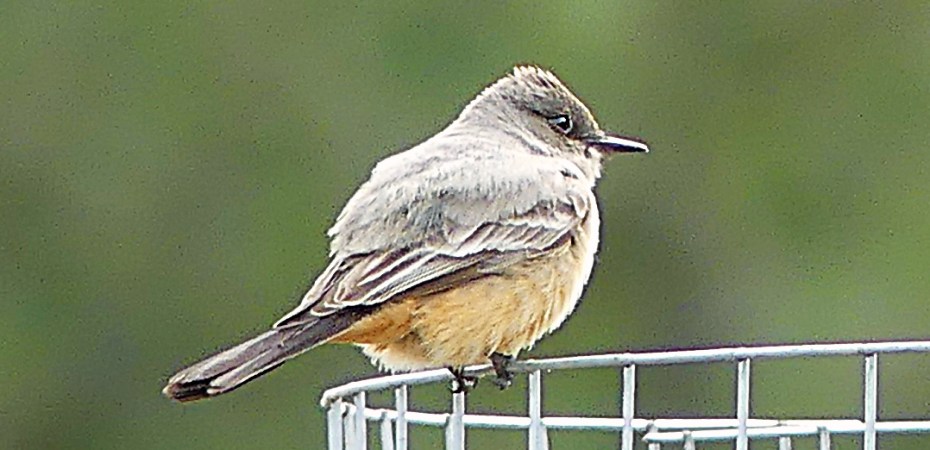 Say's Phoebe (flycatcher) bird