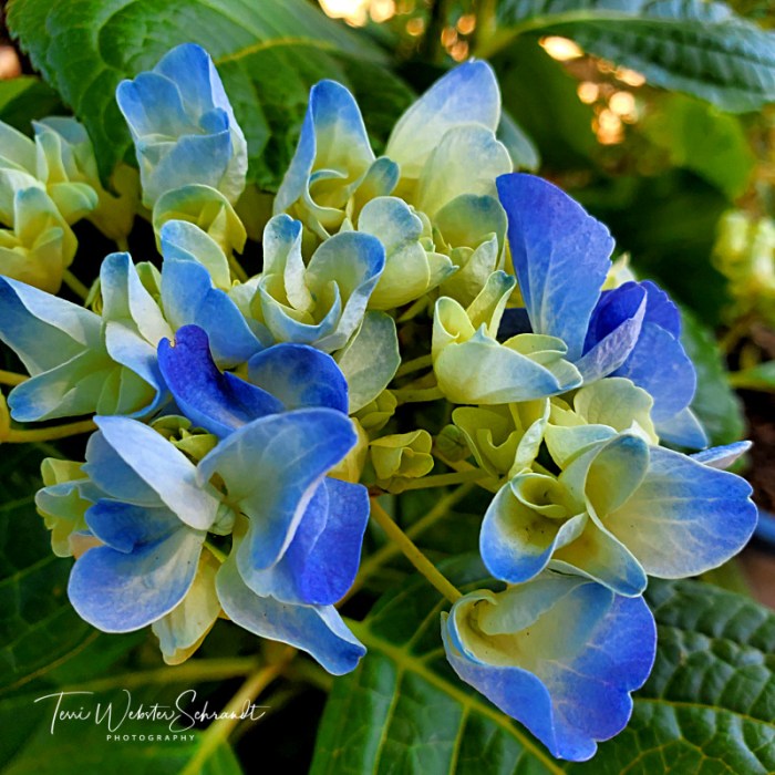 New Blue Hydrangea Blooms