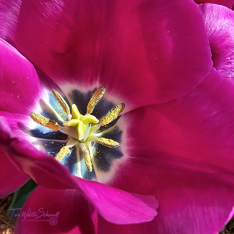 The Flower Hour #29: If a Purple Tulip Could&nbsp;Talk