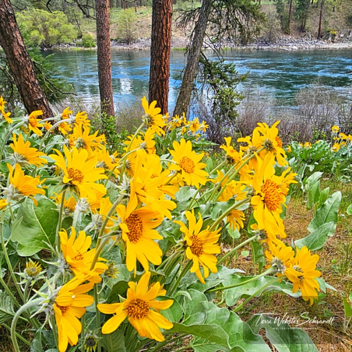 Arrowleaf Balsamroot sunflowers