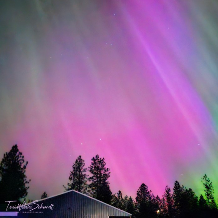 Aurora's Rays in pink