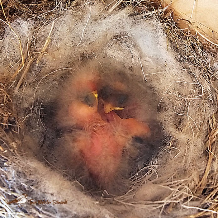 Newly hatched Phoebe birds