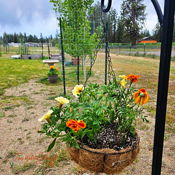 Spring in the Backyard