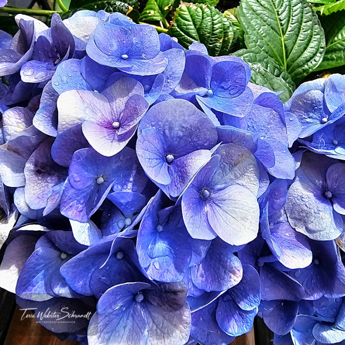 Blue hydrangea