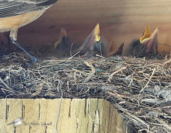 Hatchlings ready to eat!