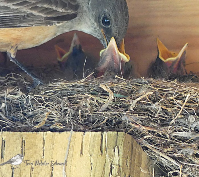 mama phoebe feeds her nestlings
