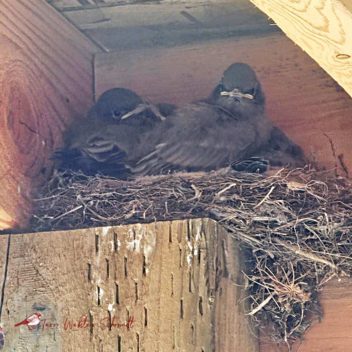 Feathered Phoebe Birds