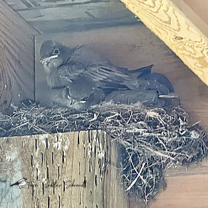 Say's Phoebes close to fledging