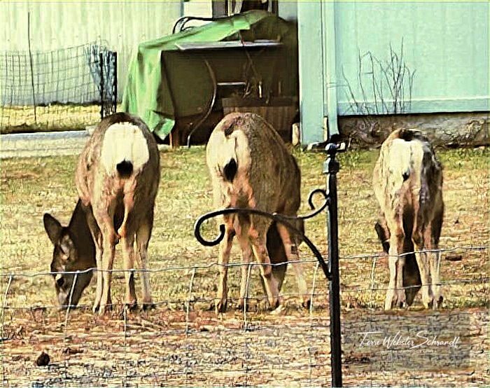Group of Deer