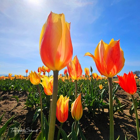 orange tulips