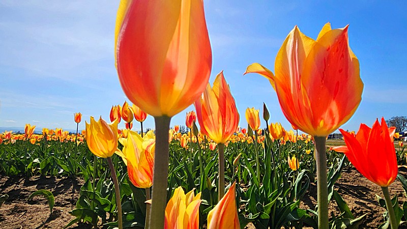 orange tulips