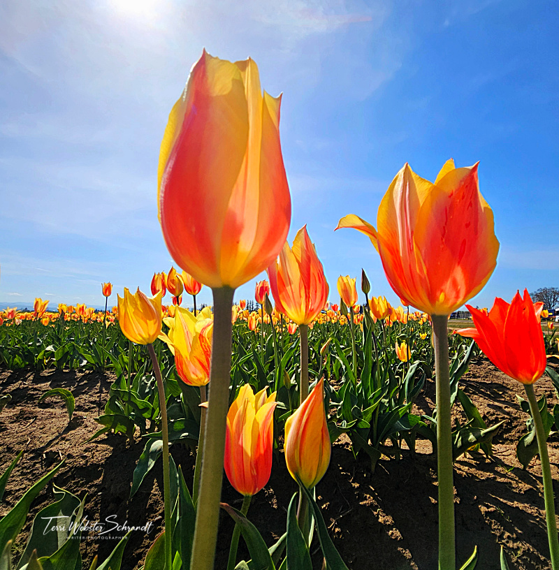 #WordlessWednesday: Seated Among Tulips in the Great&nbsp;Outdoors