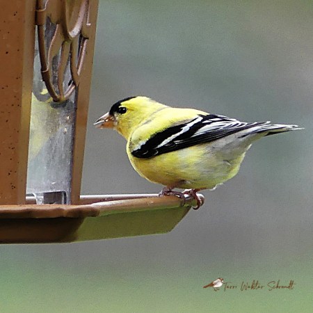 Pastel yellow goldfinch