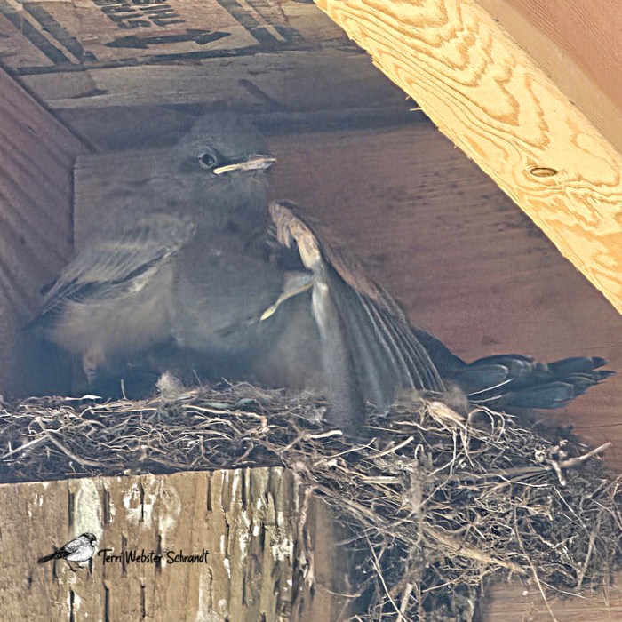 baby birds in the nest