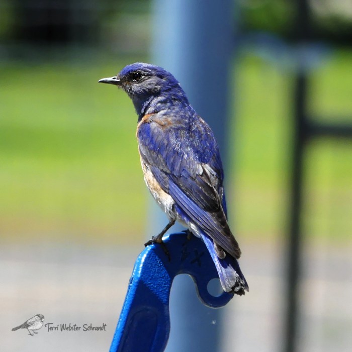 Young Western Bluebird