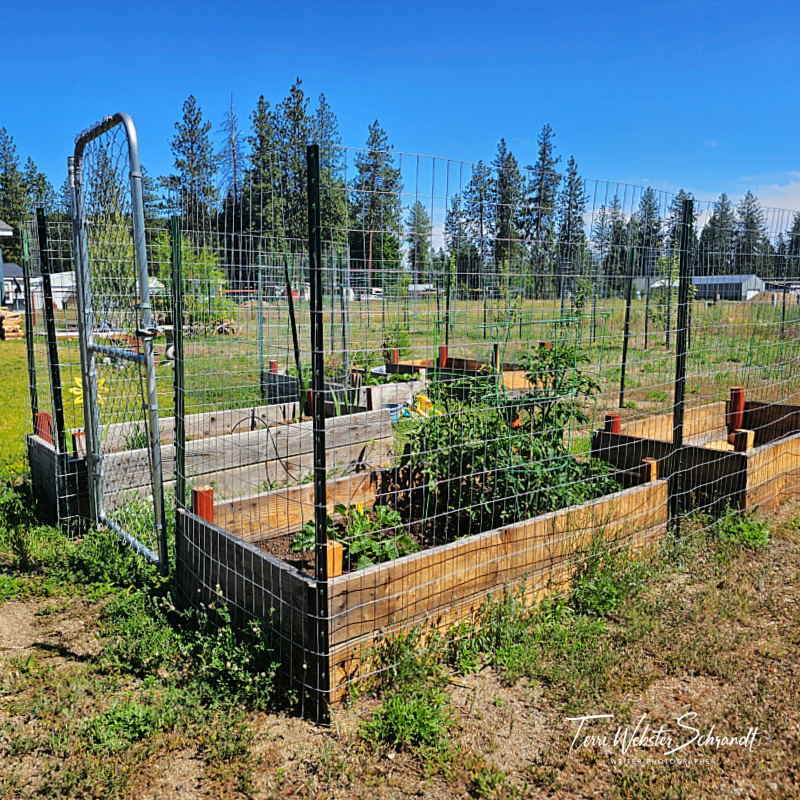 Backyard Fenced Garden