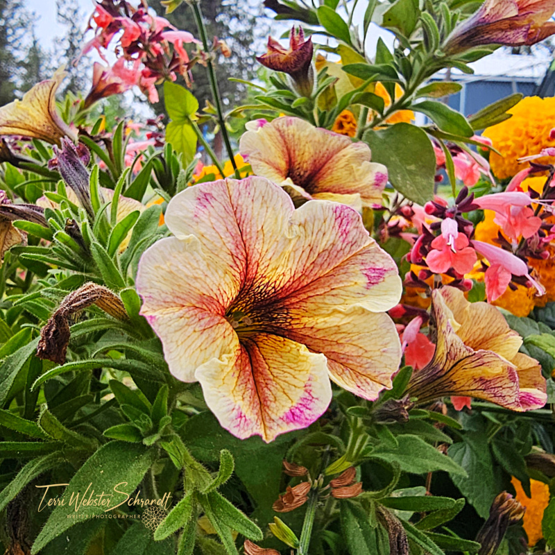 Sunday Stills: #Plant Life in the Great&nbsp;Outdoors