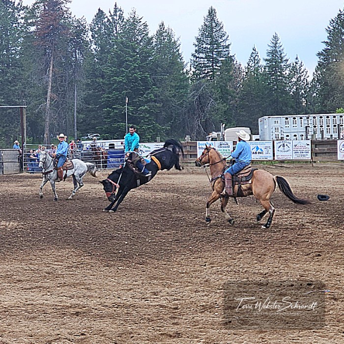 Men riding bucking horses