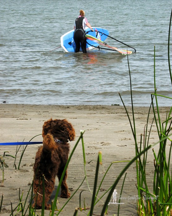 Dog watching woman with windsurf gear