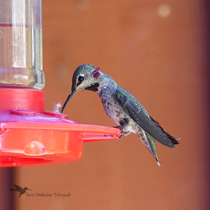 Annas Hummingbird