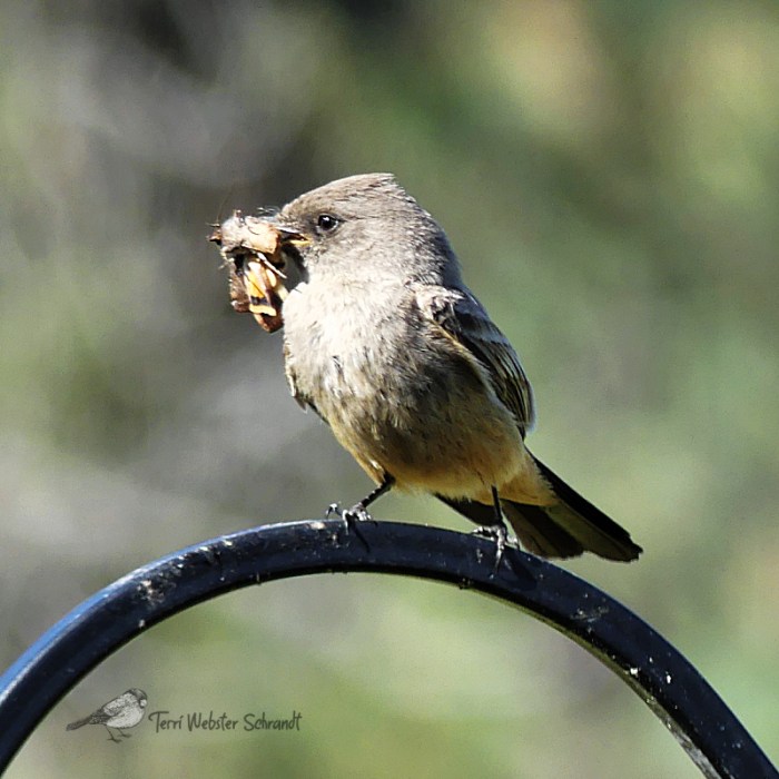 Western Phoebe
