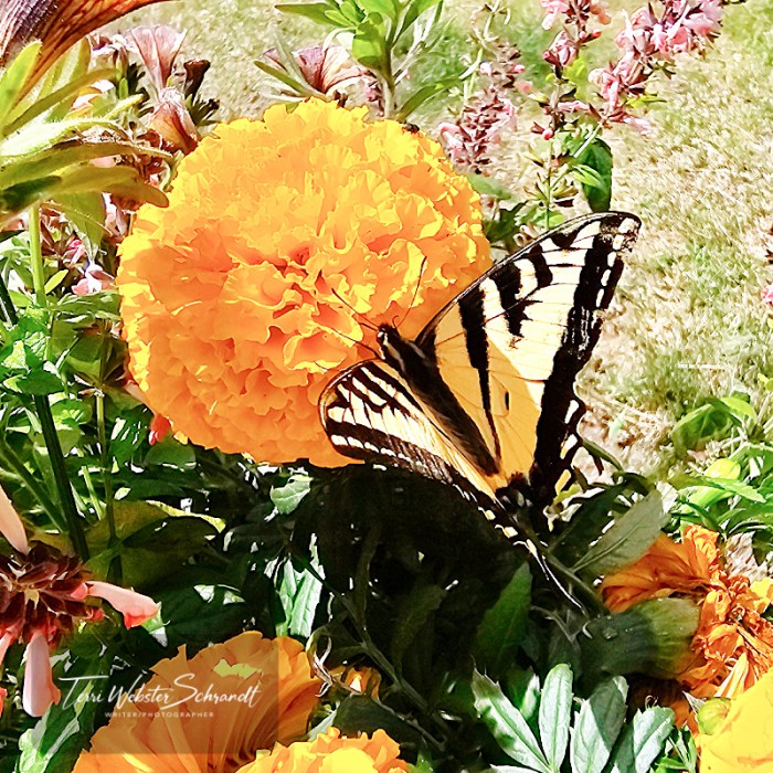 western tiger swallowtail