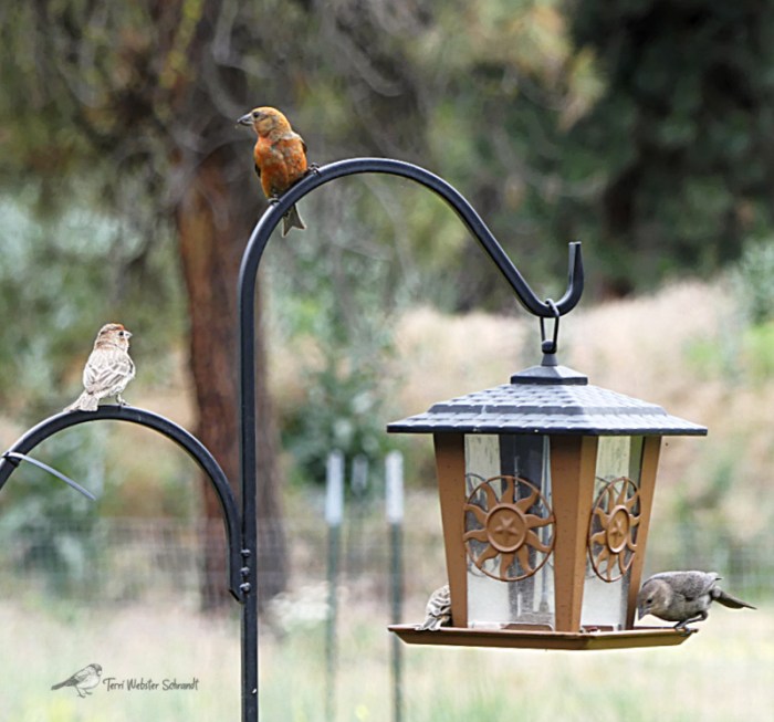 Finches at the Feeder