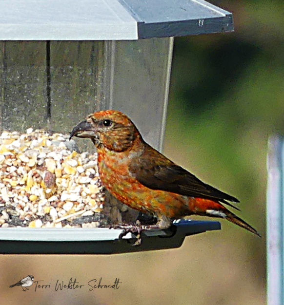 Feeding Red Crossbill
