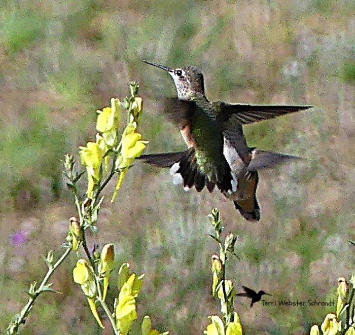 Pair of Hummingbirds in flight
