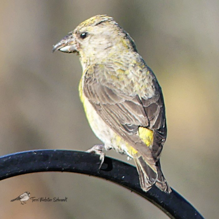 Female Crossbill