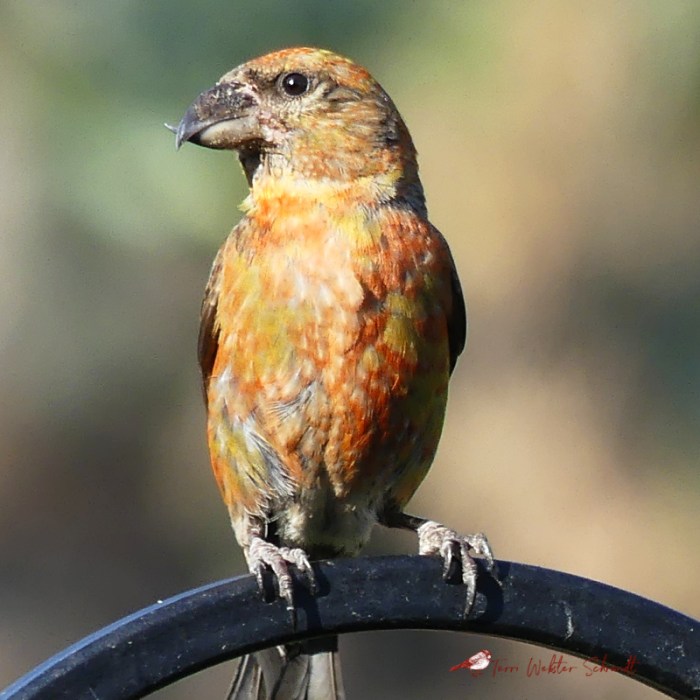 Male Red Crossbill Finch