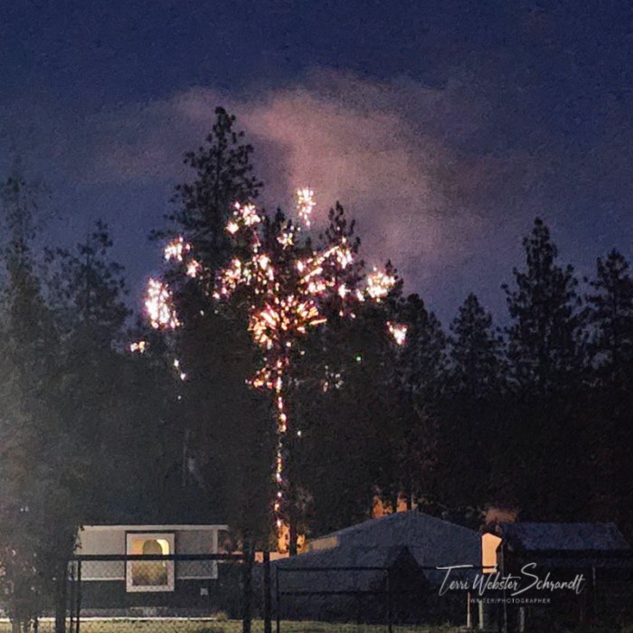 Fireworks among the trees