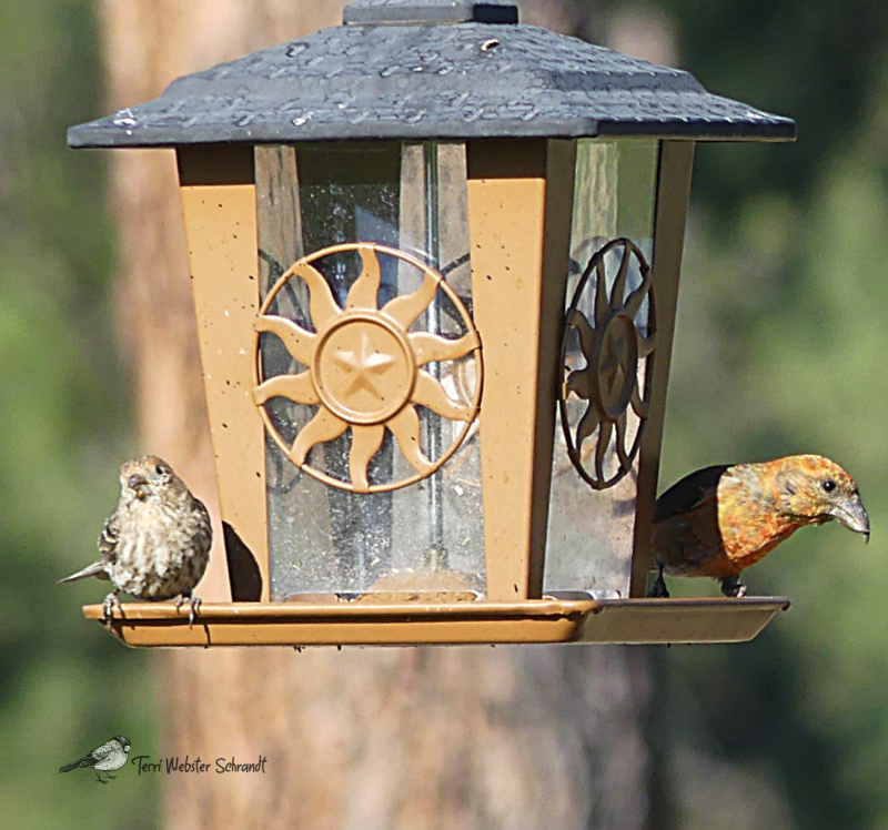 Mated Pair of Red Crossbill Finches