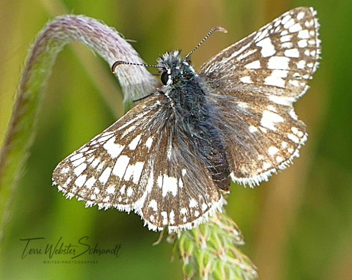 Brown Skipper Moth