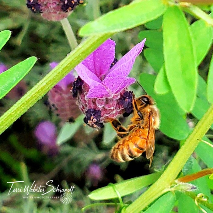 lavender and bee