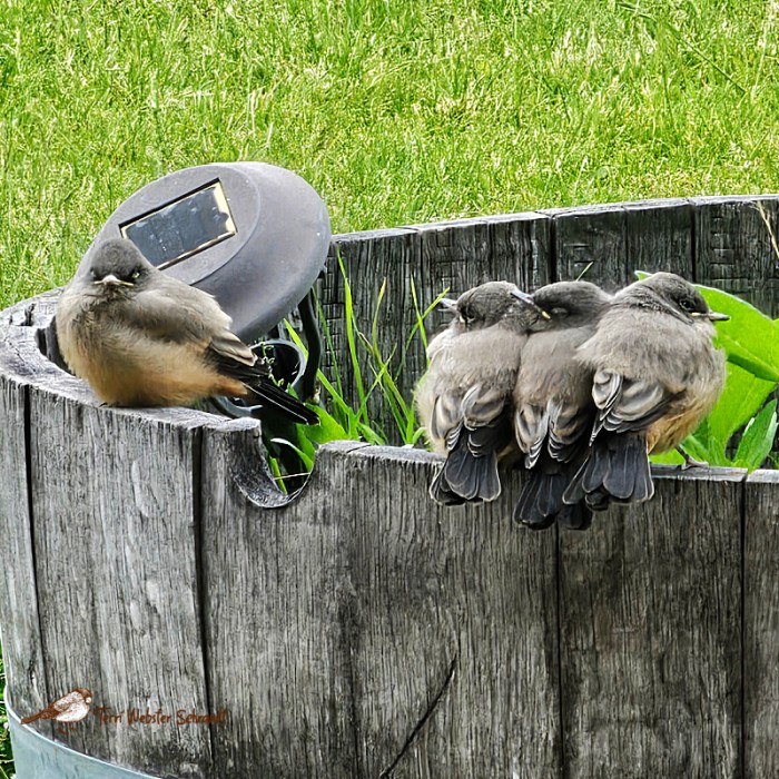 4 says' phoebe fledglings