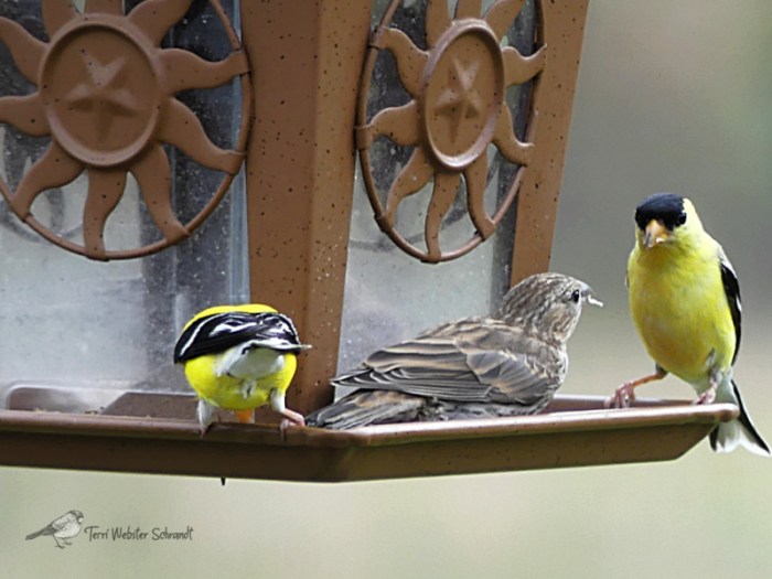 Goldfinches at feeder