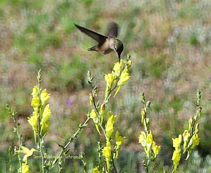Hummingbird and yellow flower