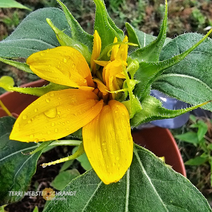 Rain on Half-opened sunflower